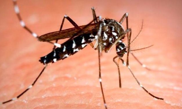 …Y ahora llega el “mosquito tigre”, un insecto gigante que puede transmitir más de 20 tipos de virus