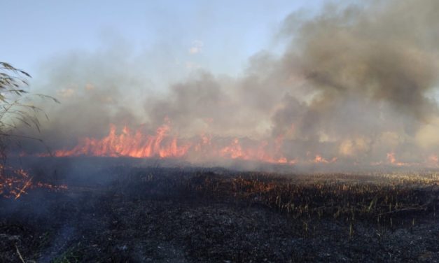 Los incendios queman 19,32 hectáreas en Baleares hasta el 1 de agosto
