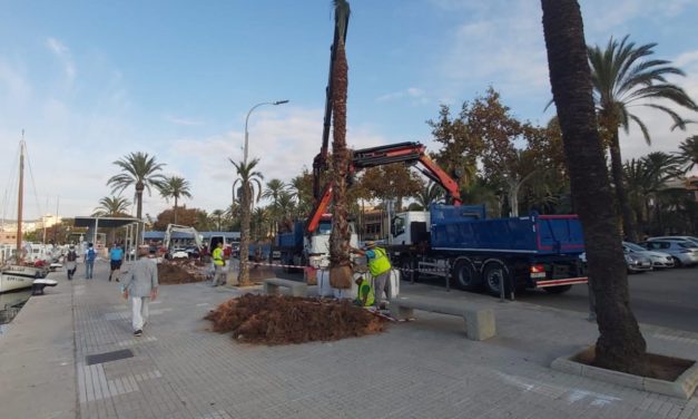 La Autoridad Portuaria repone las palmeras con riesgo estructural en el puerto de Palma