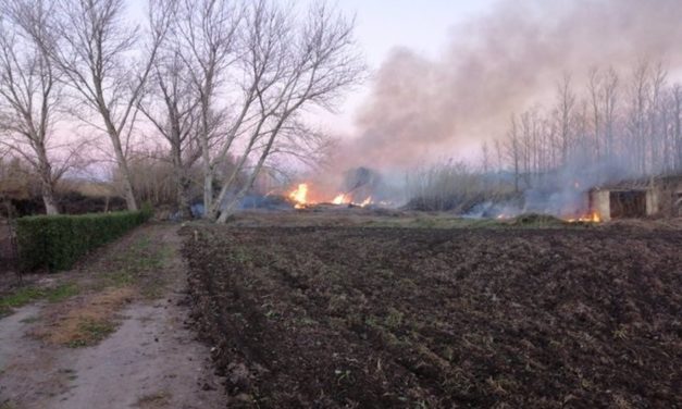 Extinguido el incendio forestal de s’Albufereta de Alcúdia, tras quemar 0,78 hectáreas de cañizo