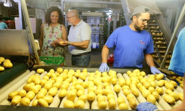 Siete de cada diez patatas que España exporta al Reino Unido son de Sa Pobla, según el Consell de Mallorca