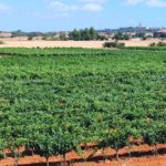 El Consell de Mallorca se compromete a impulsar políticas para reforzar el sector «estratégico» del vino