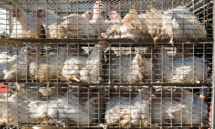 Vecinos de urbanizaciones de Llucmajor convocan una protesta para este lunes por los olores de una empresa avícola