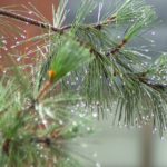 Arbol empapado.