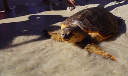 Hasta 15 tortugas marinas son atendidas en Baleares en lo que va de año por enmallarse en plásticos