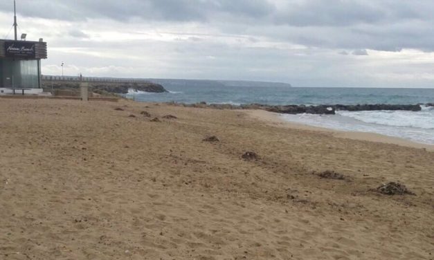 Señalizan con bandera verde la playa de Can Pere Antoni tras los resultados de los análisis del agua