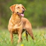 I Concurso Fotográfico de Mascotas «S'Animalada - Mallorca Informa»