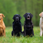I Concurso Fotográfico de Mascotas «S'Animalada - Mallorca Informa»