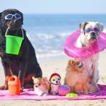 Concurso Fotográfico de Mascotas.