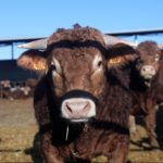 Una vaca en una explotación ganadera.