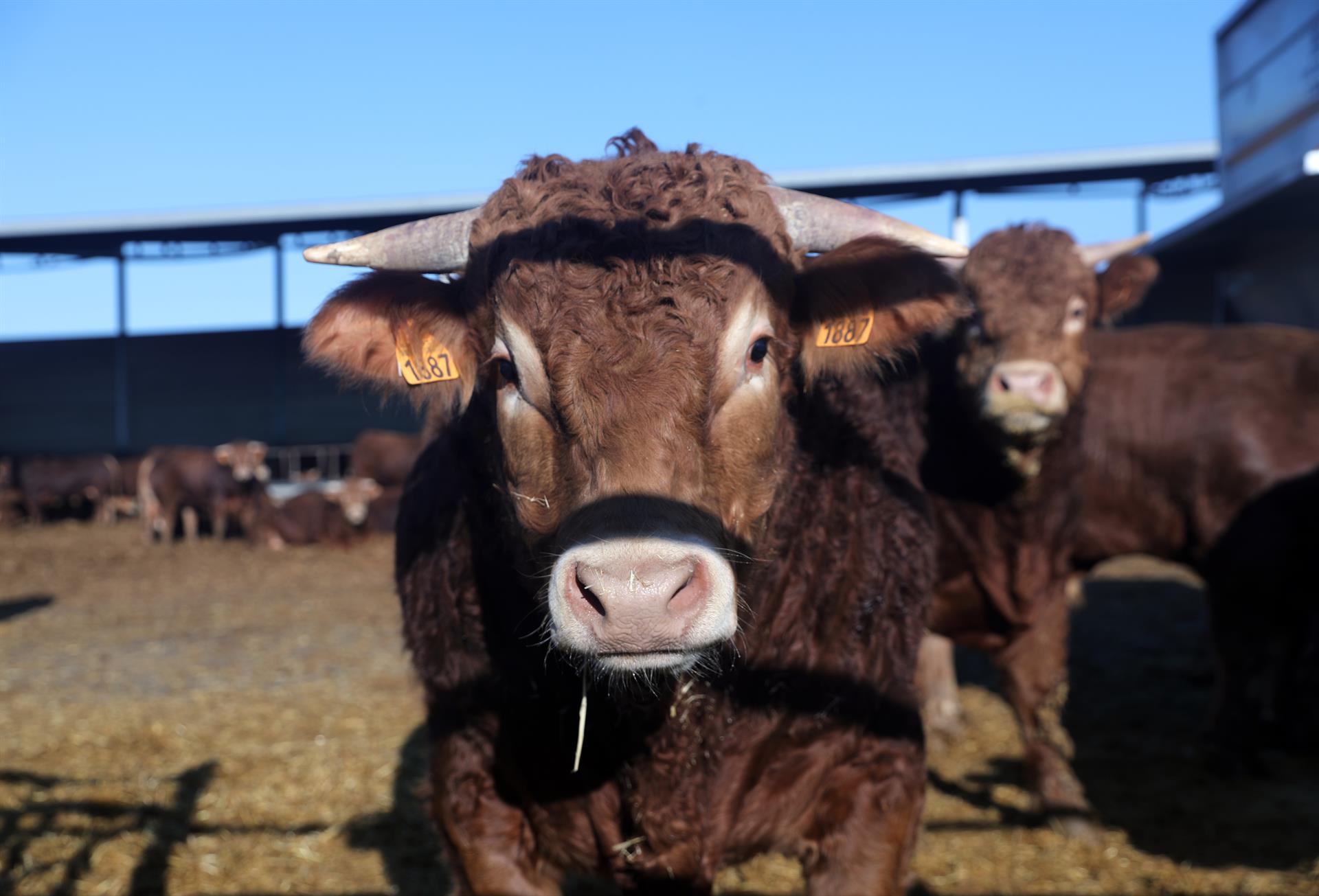 Una vaca en una explotación ganadera.