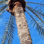 Palmeras