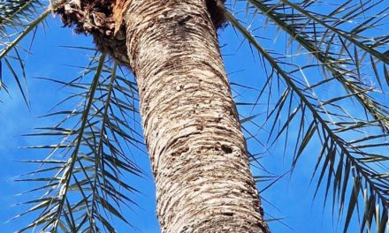 Refuerzan el control de la población de palmeras en Palma tras la detección de un ejemplar con picudo rojo
