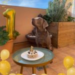 El ganador del concurso de mascotas en Mallorca.