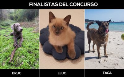 ¡Vota ahora!… Bruc, Lluc y Taca, finalistas del I Concurso Fotográfico de Mascotas S’Animalada – Mallorca Informa