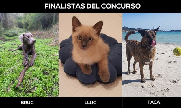 ¡Vota ahora!… Bruc, Lluc y Taca, finalistas del I Concurso Fotográfico de Mascotas S’Animalada – Mallorca Informa
