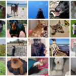 Participantes en el I Concurso Fotográfico de Mascotas S'Animalada - Mallorca Informa.