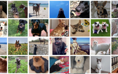 Este martes se abre el plazo para votar a las mascotas participantes en el I Concurso Fotográfico S’Animalada – Mallorca Informa
