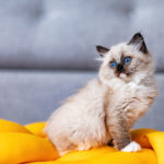 Concurso de mascotas.