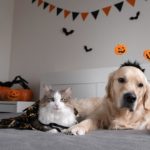 Perro y gato.