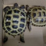 Tortugas abandonadas en el aeropuerto de Palma por una pasajera a la que la aerolínea impidió viajar con los animales - POLICÍA NACIONAL
