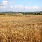 Campo de Cultivo