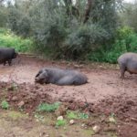 Cerdo Negro