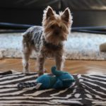Un perro doméstico en un domicilio. - Marta Fernández Jara - Europa Press - Archivo