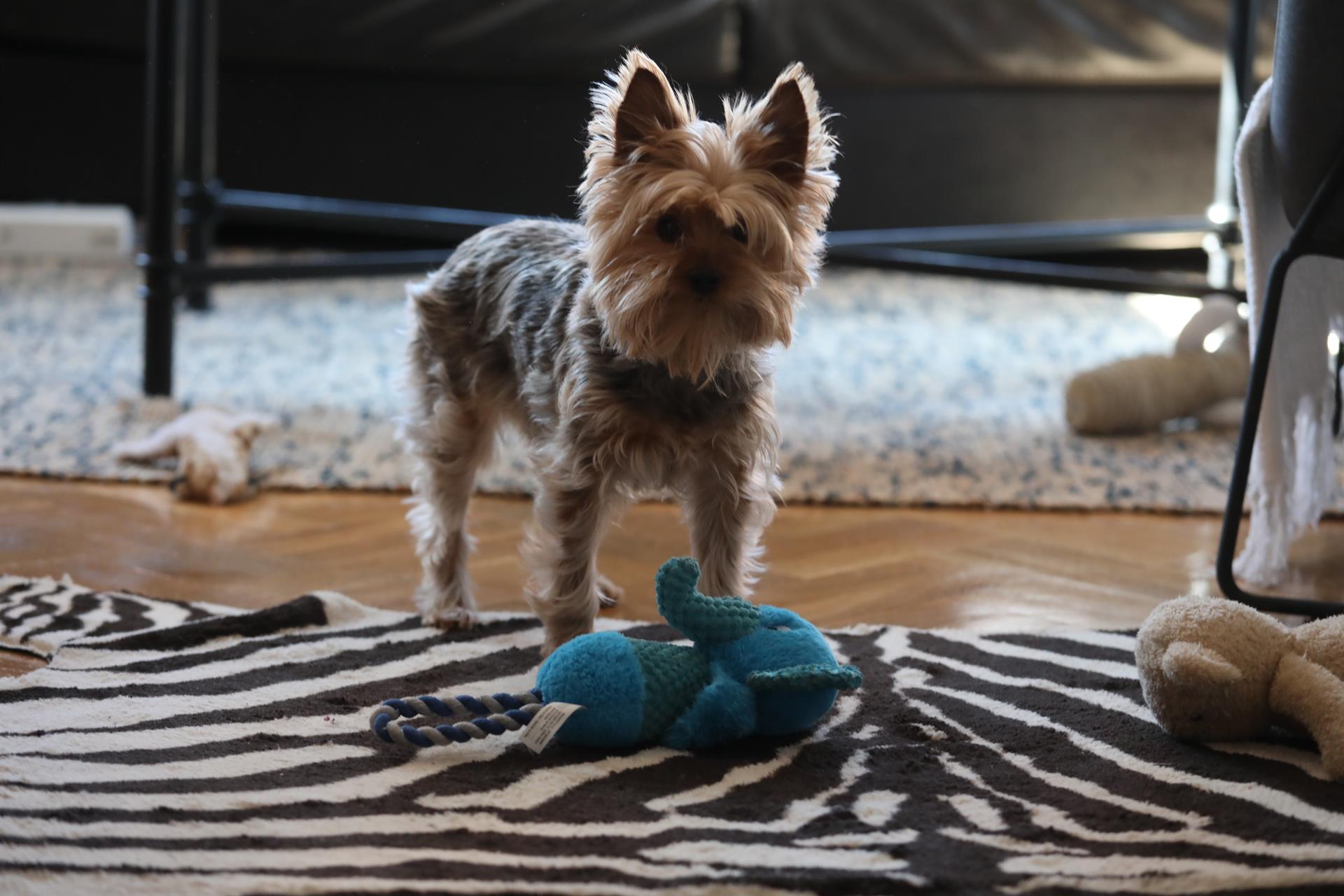 Un perro doméstico en un domicilio. - Marta Fernández Jara - Europa Press - Archivo
