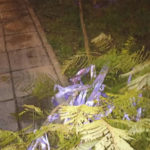 Arbol violencia de género.