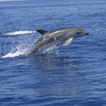 Delfin