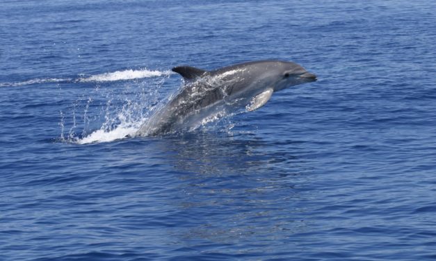Piden prohibir los espectáculos con delfines de Marineland Mallorca