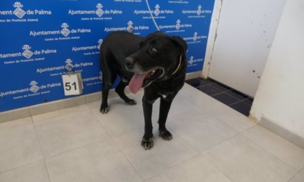 La Policía Local de Palma libera a un perro que llevaba diez años atado a una cadena