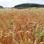 Campos de cultivo en el Pla de Mallorca. - EUROPA PRESS - Archivo