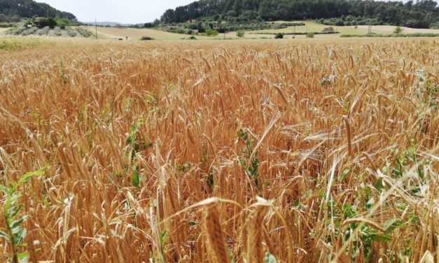 Más de 2.000 agricultores de Baleares recibirán ayudas para compensar la subida del precio de los fertilizantes