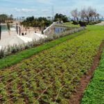 Plantas Arbustivas