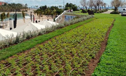 Cort inicia la siembra de 2.404 plantas arbustivas en plazas, calles y escuelas de Palma