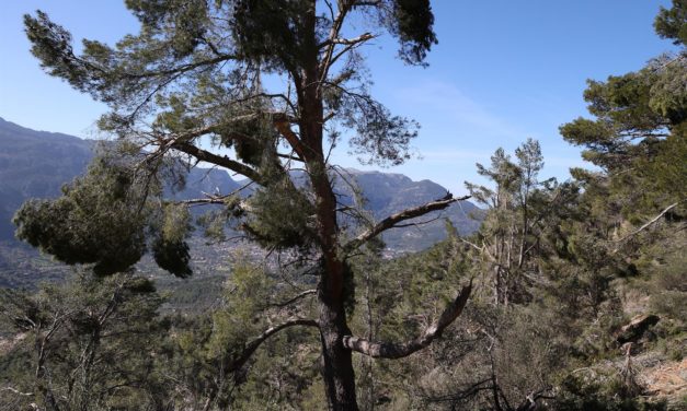 La Serra de Tramuntana está hasta la tarde del martes en alerta amarilla por rachas de viento de 80 km/hora