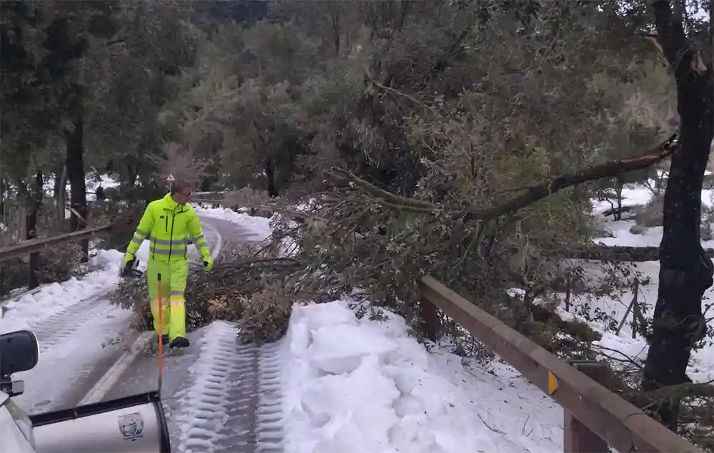 Retiran un árbol en una carretera de Mallorca.
