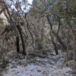 Encinares caídos en la Serra de Tramuntana.