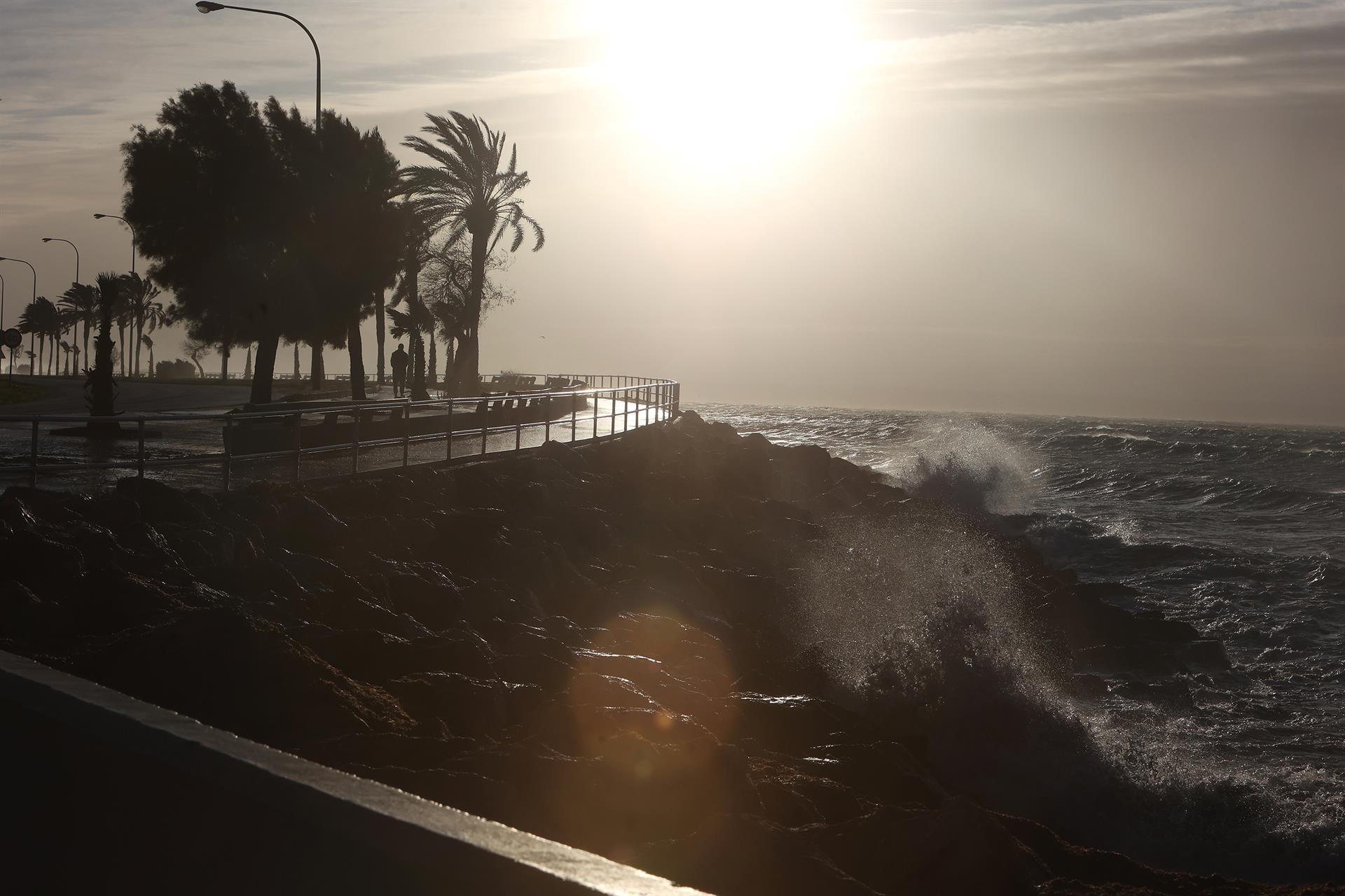 El viento agita palmeras y el mar en la costa de Palma. - Isaac Buj - Europa Press - Archivo