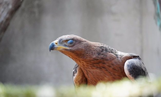 Baleares obtiene 864.863 euros de fondos europeos para corregir el impacto de tendidos eléctricos sobre la avifauna