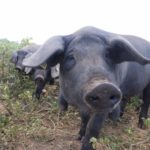 Porc Negre