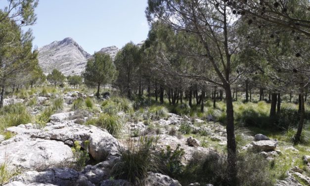 El Consell destinará 75.000 euros a proyectos que promocionen y preserven el paisaje la Serra de Tramuntana