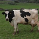 Vaca