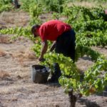 Trabajador