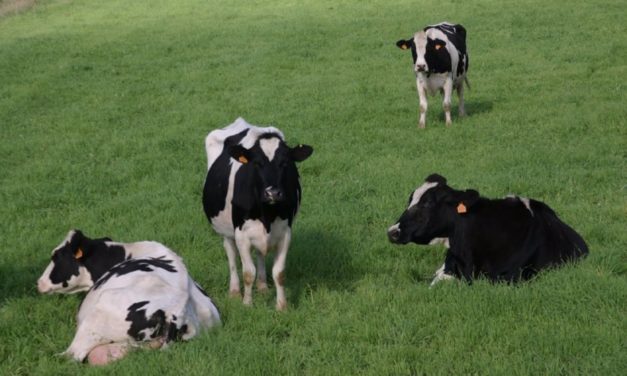 Publicadas las ayudas de 2,8 millones de euros para mantener el sector lácteo de Baleares