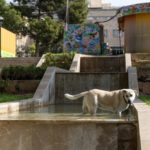 Baño perro