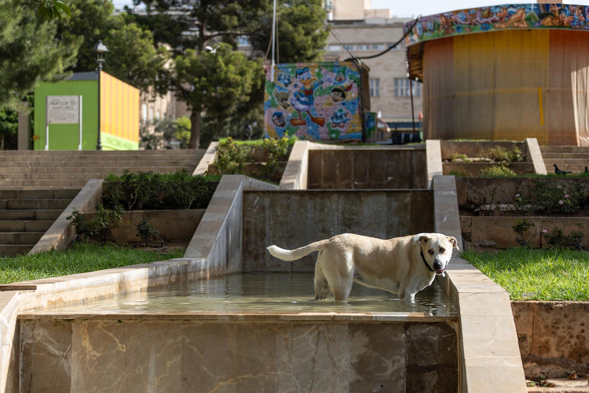 Baño perro