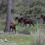 Cabra Mallorquina
